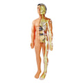 Human Anatomy Model for Kids â€?29 Removable Parts STEM Learning Kit with Organs, Skeleton, and Muscles