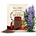 Ensoro Ewia Ghana Eggplant Seeds