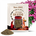 250 Echinacea Purpurea Purple Coneflower Flower Seeds Herb - Premium Non-GMO, Open Pollinated, US Grown Seed, Always Fresh!