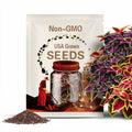 Coleus, Rainbow Mix Flower Seeds - Heirloom Seeds, Brightest Coleus Mix, Painted Nettle, Houseplants, Shade Garden, Coleus Blumei, Non-GMO