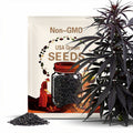 Black Peruvian Mint Seeds, Huacatay, Tagetes Minuta, TG4850