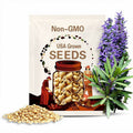 Organic Maca Root Plant (Lepidium Meyenii) Seeds