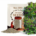 Siam Queen Basil Seeds 200+ Herb Ocimum Thyrsiflora Thai Asian USA